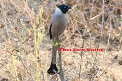 Crypsirina cucullata