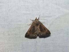 Hypena crassalis