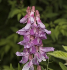 Vicia nigricans