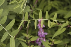Vicia nigricans