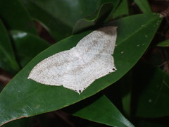 Acropteris ciniferaria