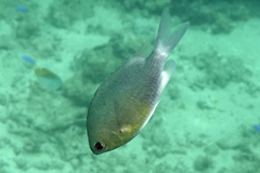 Chromis cinerascens