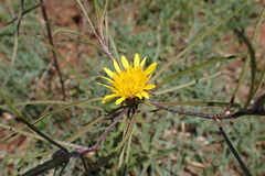 Geigeria burkei