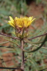 Geigeria burkei