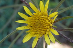 Geigeria burkei