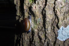 Quantula striata