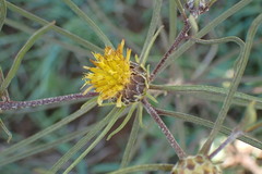 Geigeria burkei