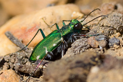Cicindela longilabris