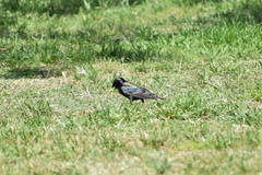 Sturnus vulgaris