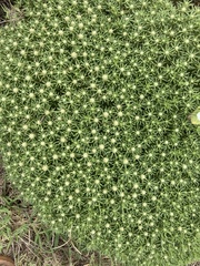 Helichrysum asperum comosum