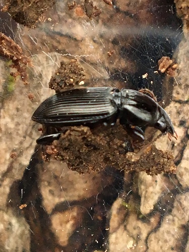 Pterostichus mutus photo 4