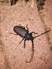 Pixodarus nyassae
