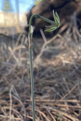 Narcissus viridiflorus
