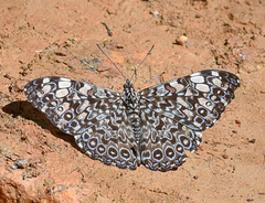 Hamadryas feronia feronia