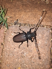 Pixodarus nyassae