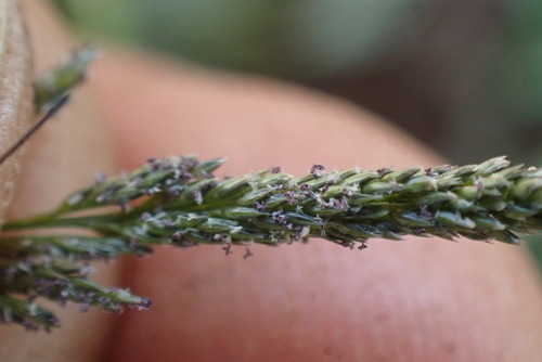 Pan Dropseed (Sporobolus ioclados)
