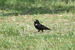 Sturnus vulgaris