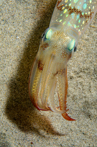 Longfin Inshore Squid