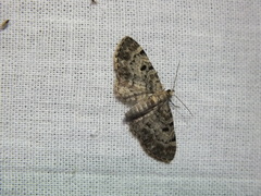 Eupithecia abietaria