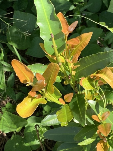 Calophyllum brasiliense - Whole tree