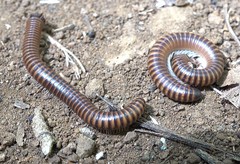 Leptogoniulus sorornus