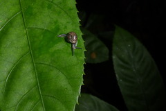 Helicarion permolle