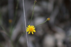 Oxypappus scaber