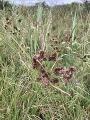 Cyperus solidus