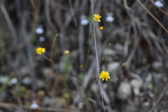Oxypappus scaber
