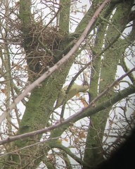 Picus viridis