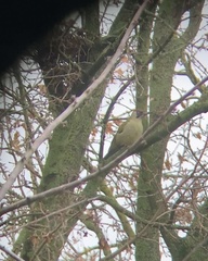 Picus viridis