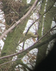 Picus viridis