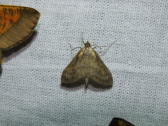 Paratalanta pandalis