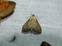 Paratalanta pandalis