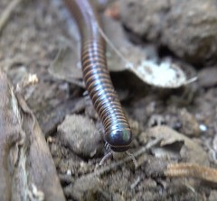 Leptogoniulus sorornus