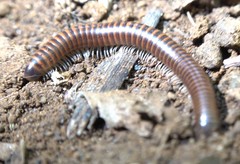 Leptogoniulus sorornus