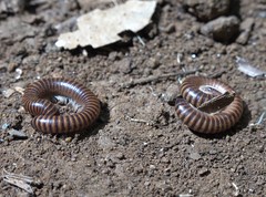 Leptogoniulus sorornus