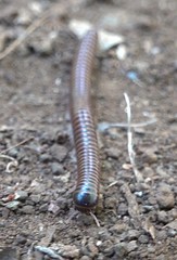 Leptogoniulus sorornus