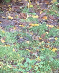 Fringilla coelebs