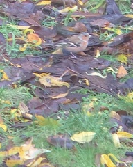 Fringilla coelebs