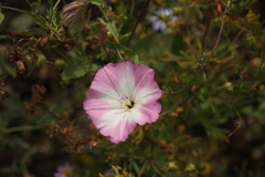 Convolvulus chinensis