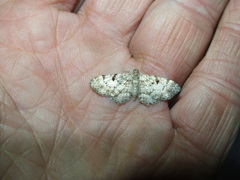 Eupithecia abietaria