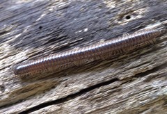 Leptogoniulus sorornus