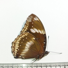 Hypolimnas bolina