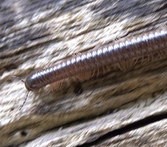 Leptogoniulus sorornus