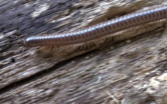 Leptogoniulus sorornus