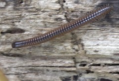 Leptogoniulus sorornus