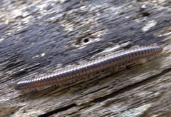 Leptogoniulus sorornus