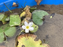 Nymphoides hydrophylla