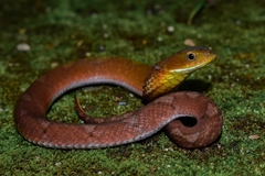Dull Bamboo Snake photo 3